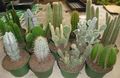6" Cactus Assortment 